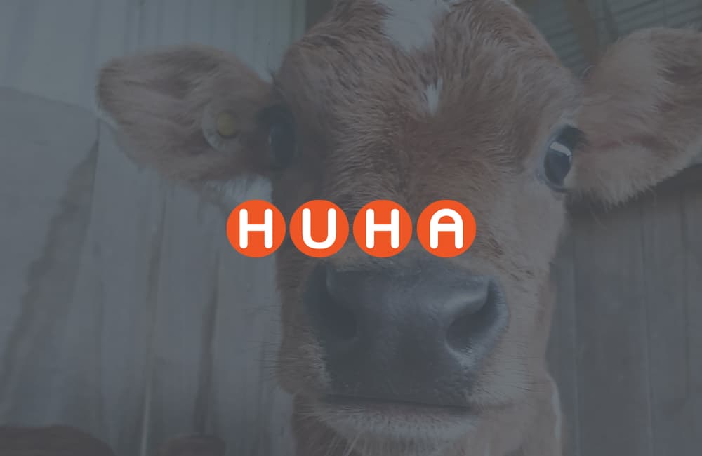 close up of a cute little fluffy brown calf in a pen with metal and sheet walls on a farm