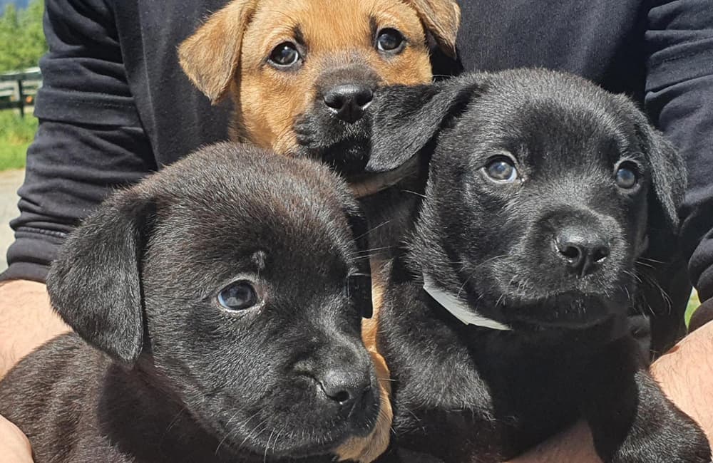 Three gorgeous little black and brown puppies sitting in someone's lap with the sun making their fur shine