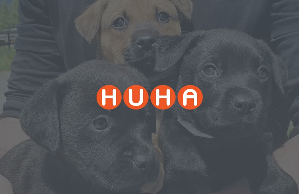 Three gorgeous little black and brown puppies sitting in someone's lap with the sun making their fur shine