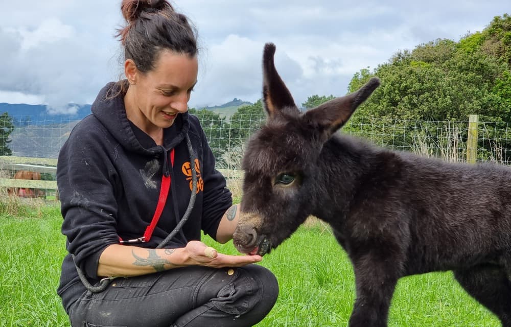 Huha team member in a navy blue hoodie feeding a dark brown donkey from her hand while sitting in a vibrant green paddock