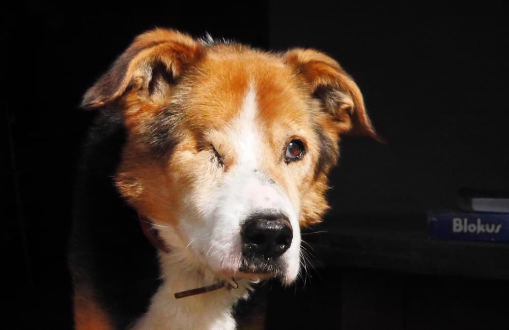 Black, brown, and white dog with one eye sewed close with a dark black background