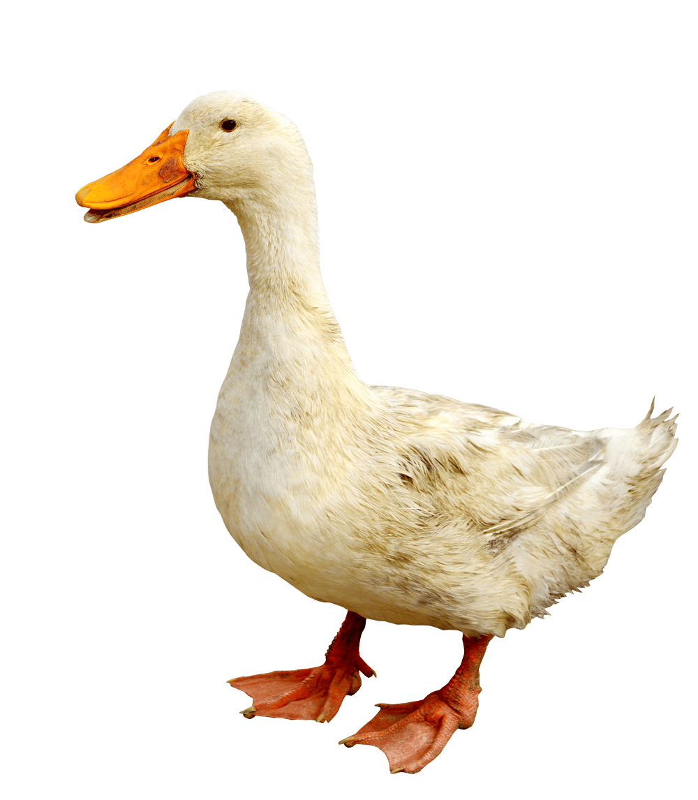 White duck with an orange beak