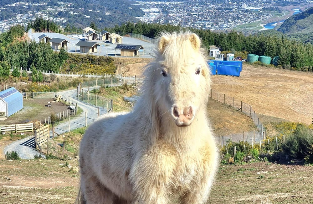 Fluffy white horse staring down the camera on a hill with a farm in the background