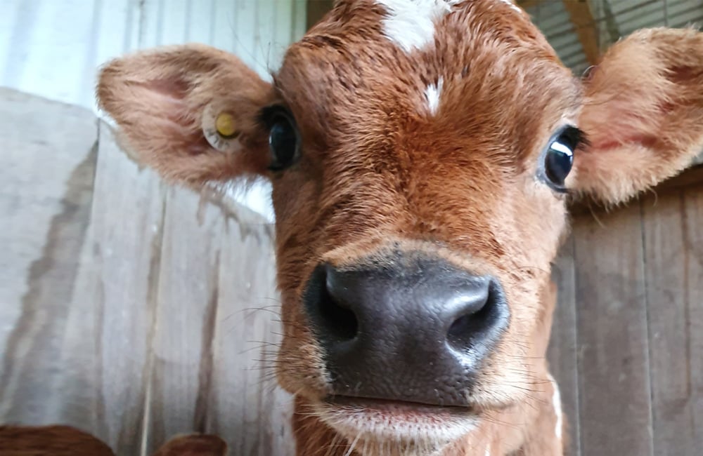 close up of a cute little fluffy brown calf in a pen with metal and sheet walls on a farm