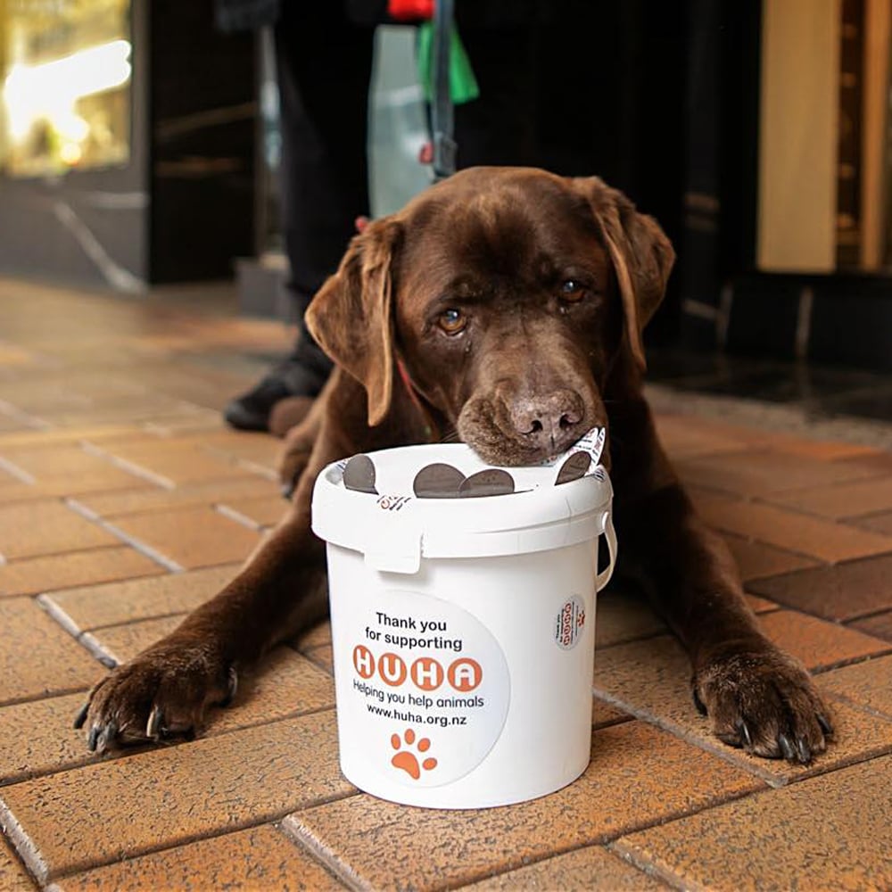 Cute brown puppy laying on the orange brick floor with his mouth on the edge of a Huha donation bucket