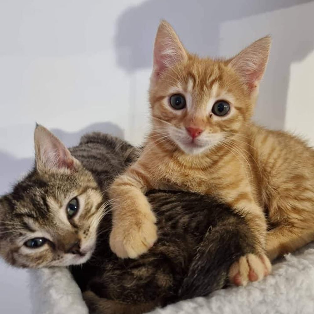 Little ginger kitten laying on top of a multicoloured brown kitten in a comfy grey bed