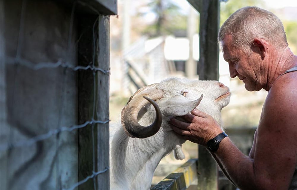 Man in a singlet holding the face of a white furred ram as it looks up at him through the fenceline