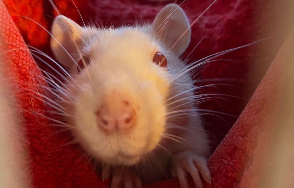 Cute white rat with red eyes and white whiskers bundled up in a red blanket 