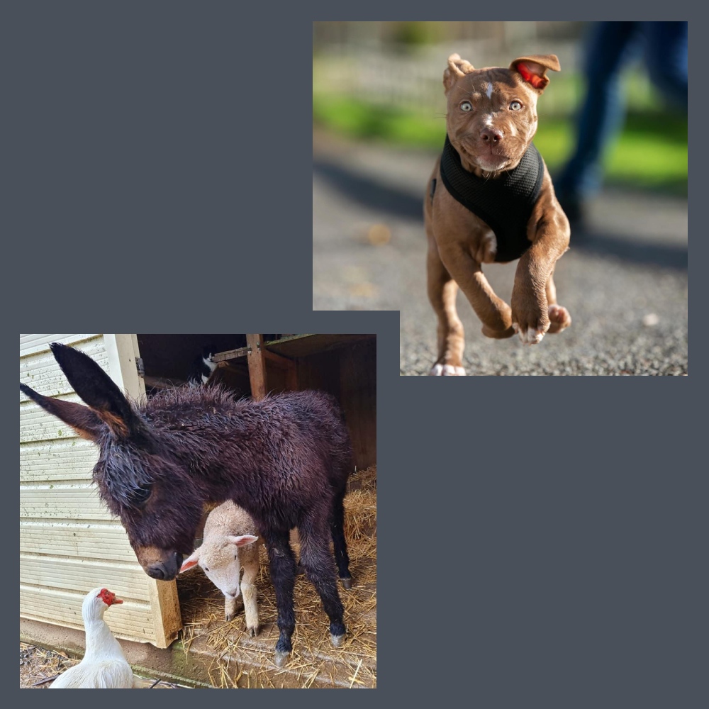 Little brown puppy prancing in his black harness and a donkey coming out of a barn with a sheep and a chicken