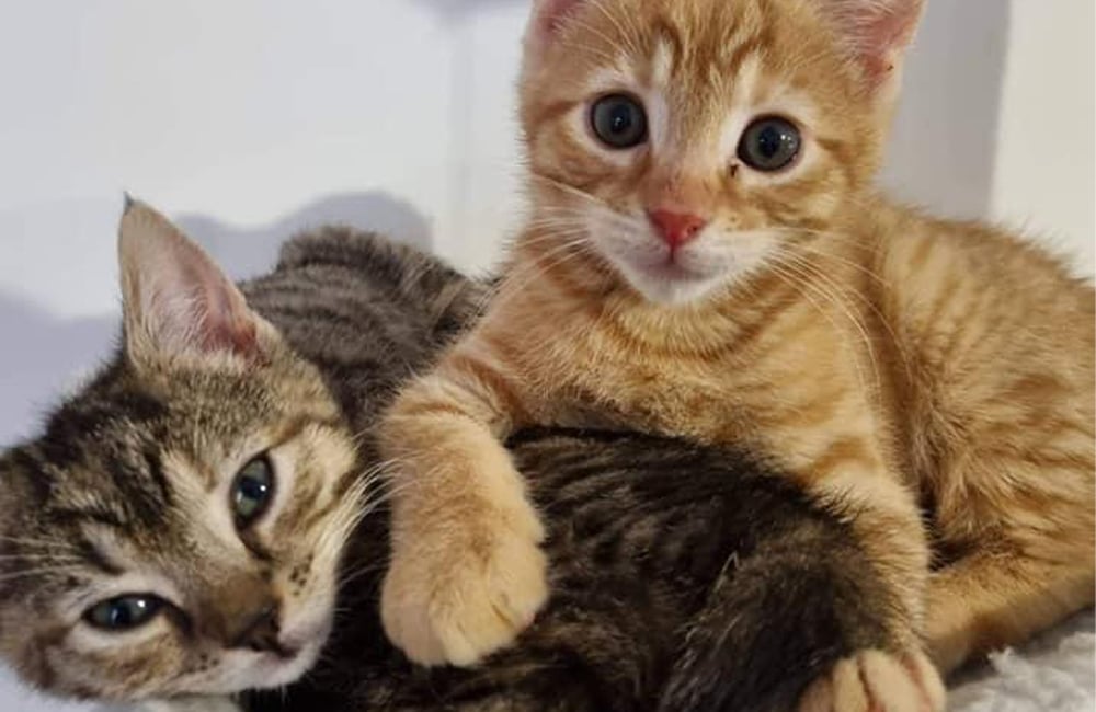 Little ginger kitten laying on top of a multicoloured brown kitten in a comfy grey bed