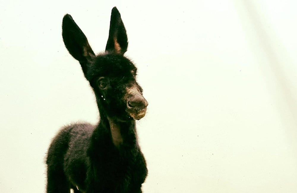 Little black donkey baby standing in a room with bright white walls