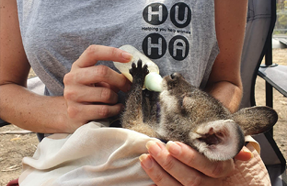 Huha staff member in a grey Huha singlet holding a mini milk bottle as she feeds a possum that's wrapped up in a blanket