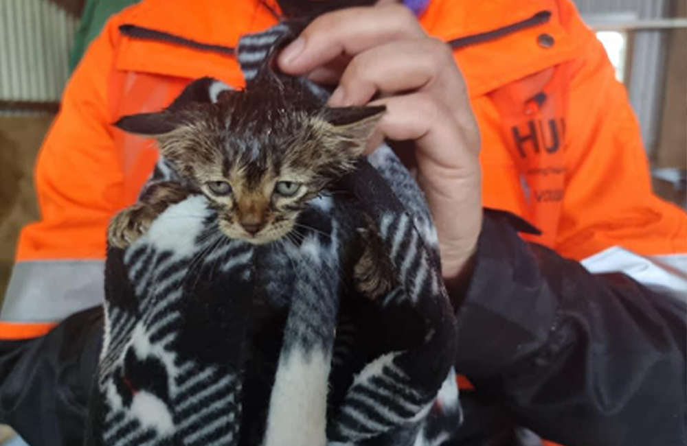 Huha team member in an orange high-viz jacket, drying off a brown multicoloured kitten