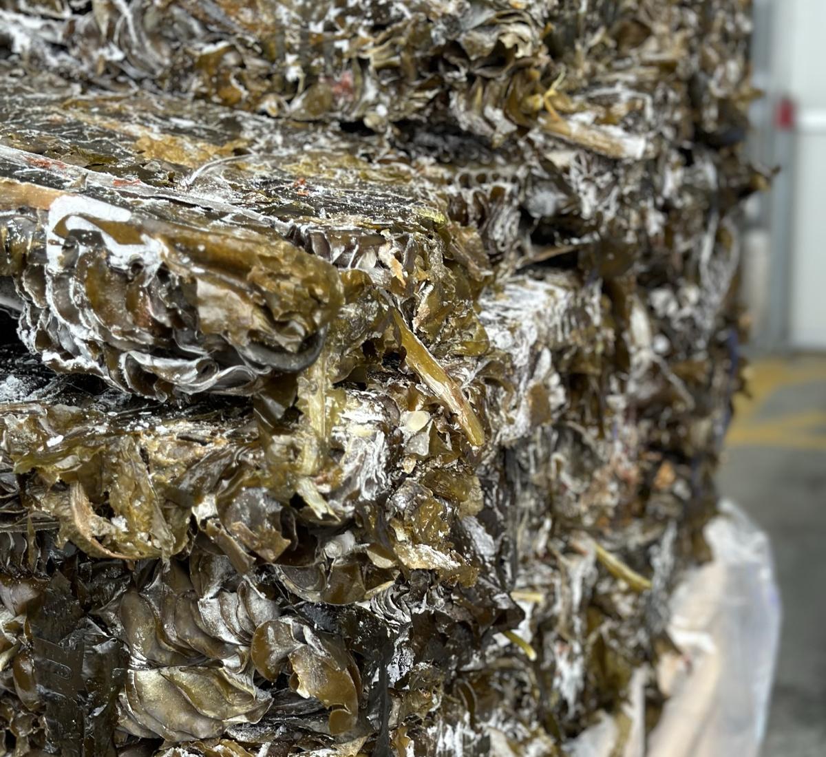Stacked up seaweed in Southern Seaweeds' factory, processed for freezing and ease of transport