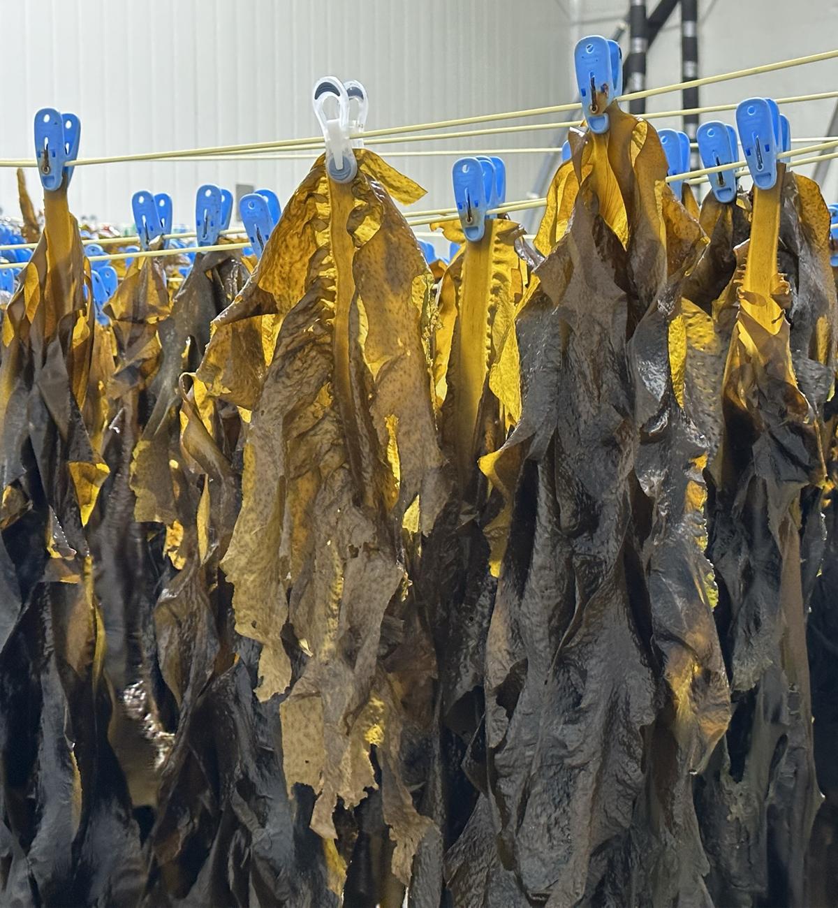 Rows of wet seaweed hanging from lines with blue and clear clips holding them in place