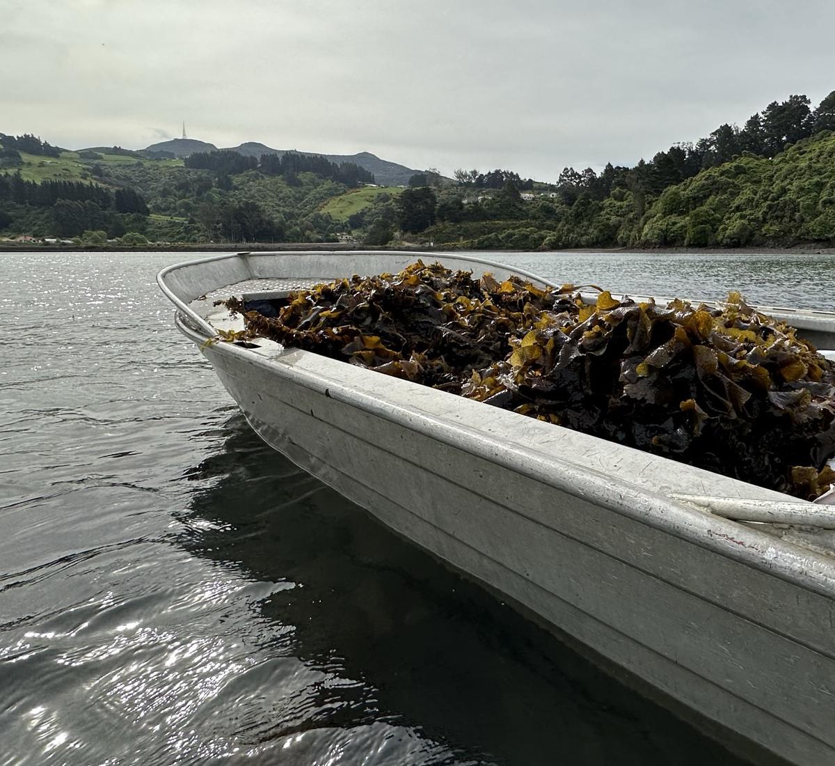 Small but long grey boat full of wet seaweed freshly taken from the sea as they float along with the beach and hills in the distance