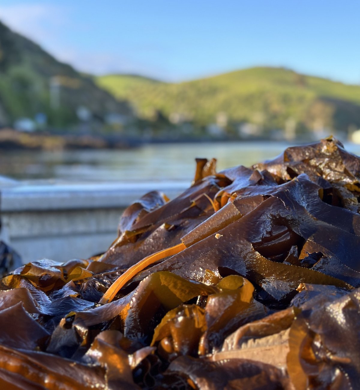Close up of a pile of wet seaweed freshly taken from the sea as they float along with the beach and hills in the distance