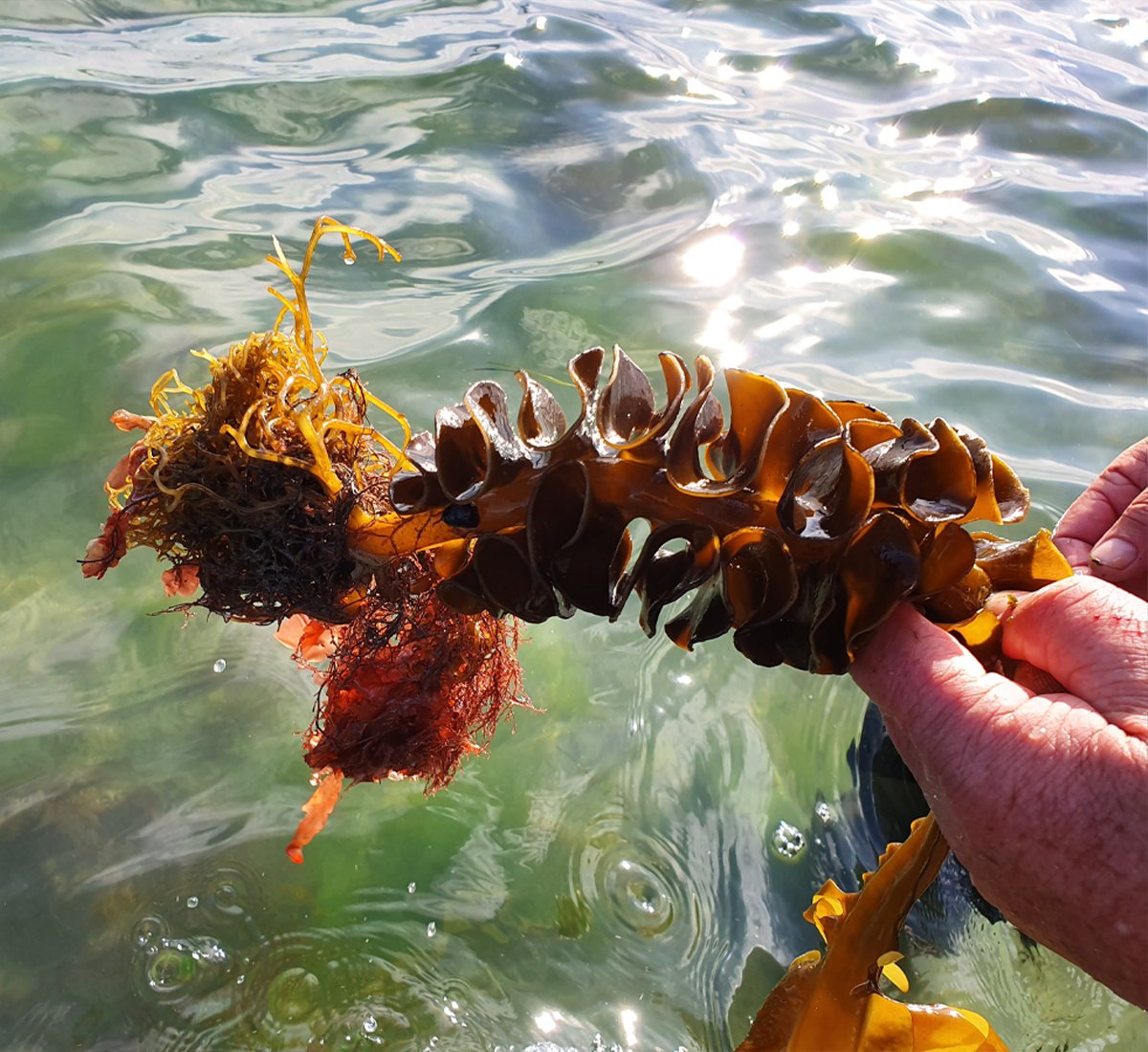 Someone with bare hands holding a piece of Wakame seaweed above the ocean water as they inspect it