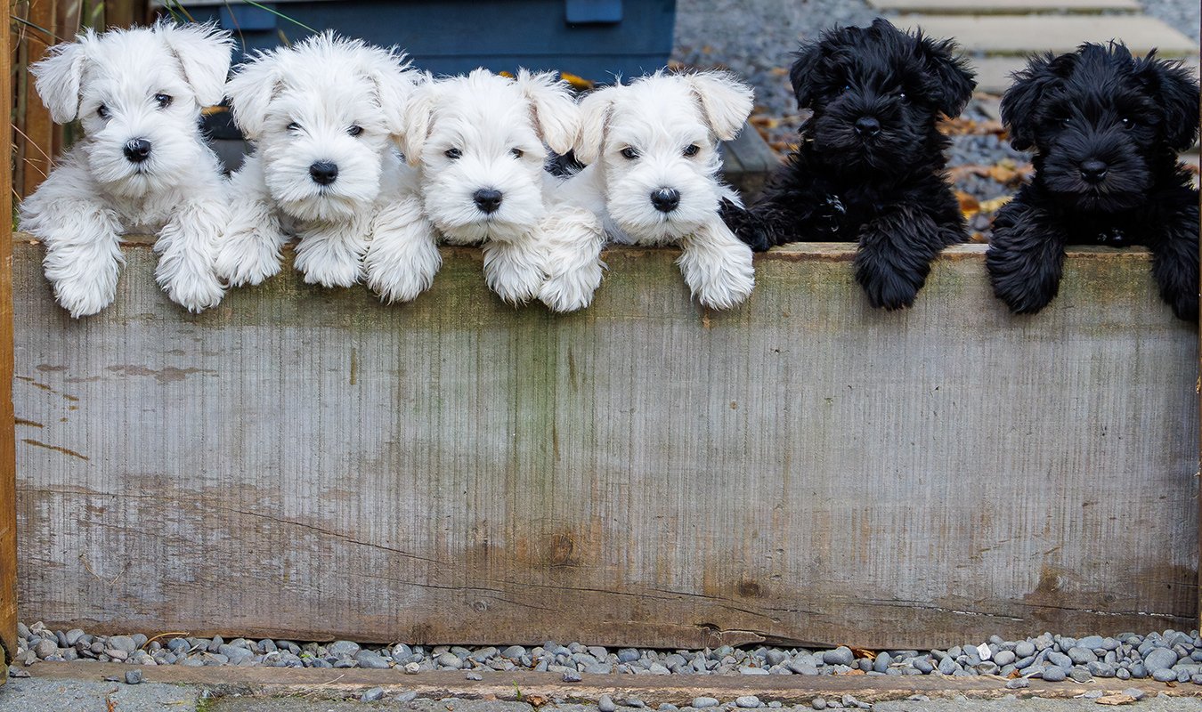 Miniature Schnauzer Price NZ, Christchurch, Canterbury