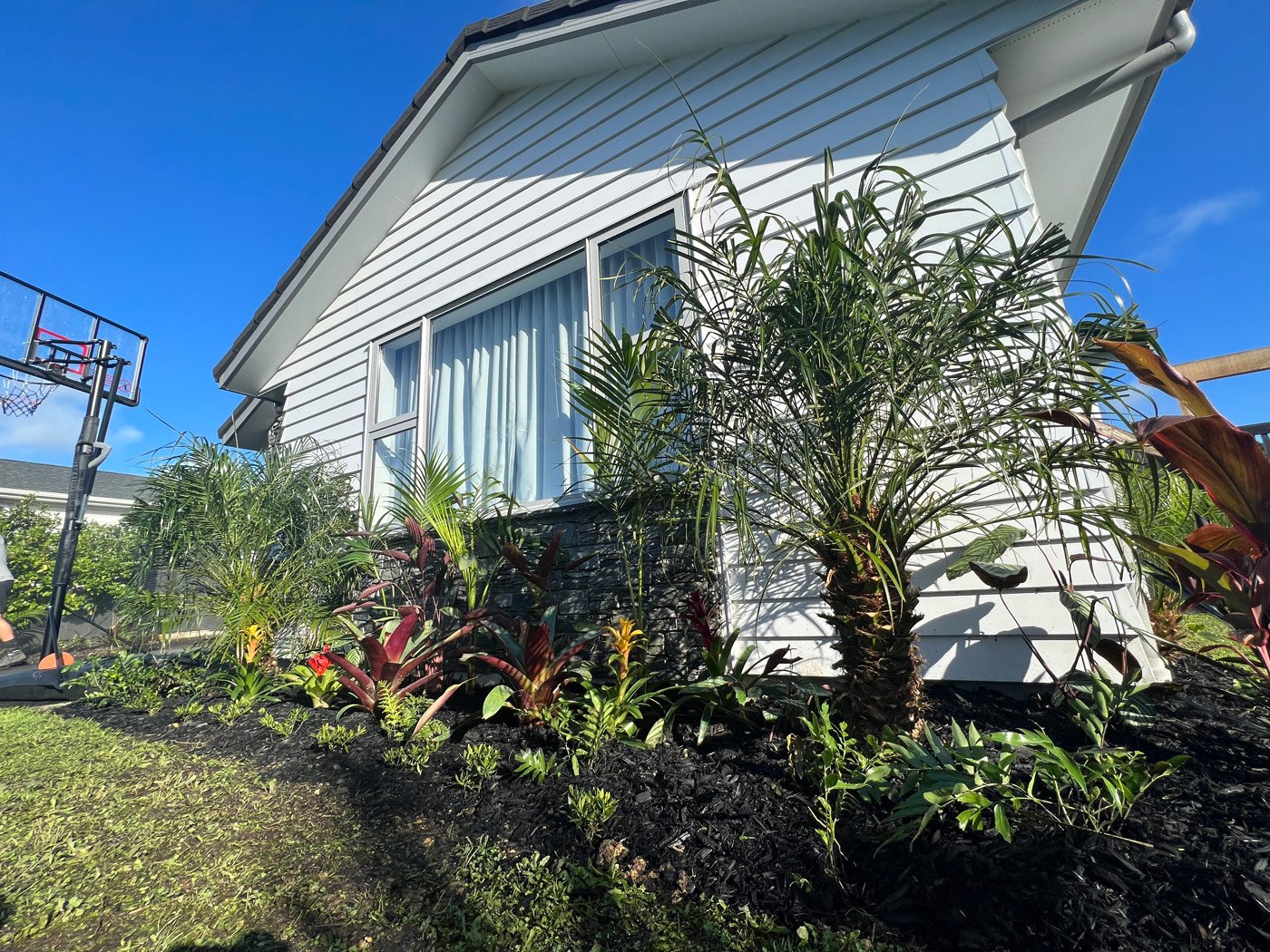 Mulch garden right up against a house front with heaps of small and freshly planted bush saplings