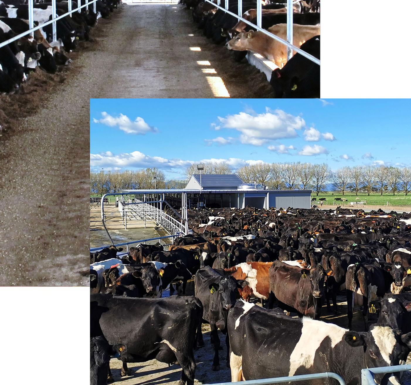 Cows waiting to enter a Herringbone shed for milking