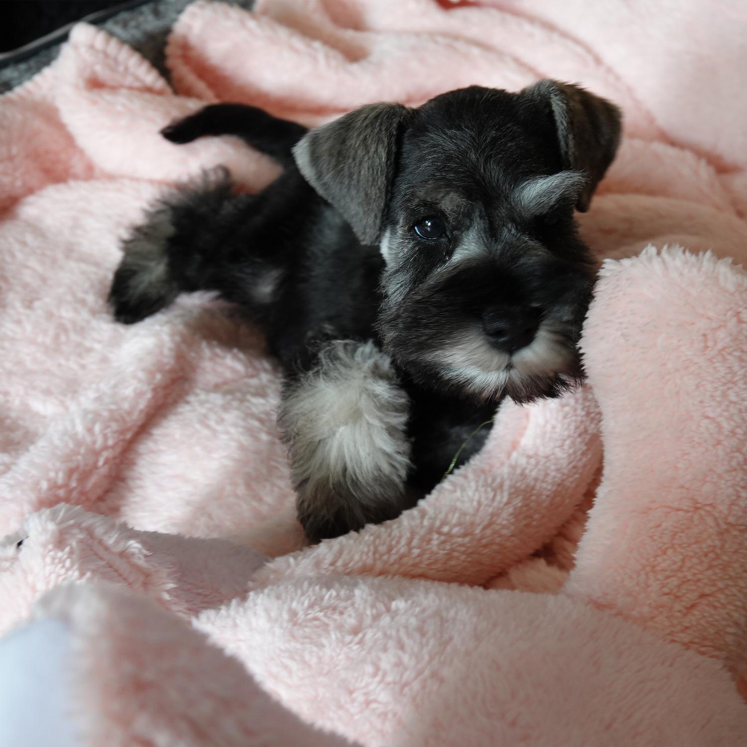 Care for your Schnauzer