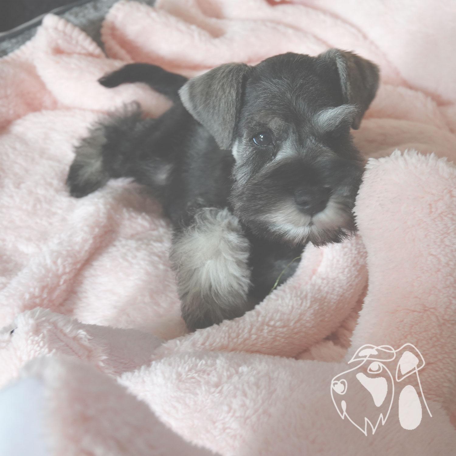 Care for your Schnauzer