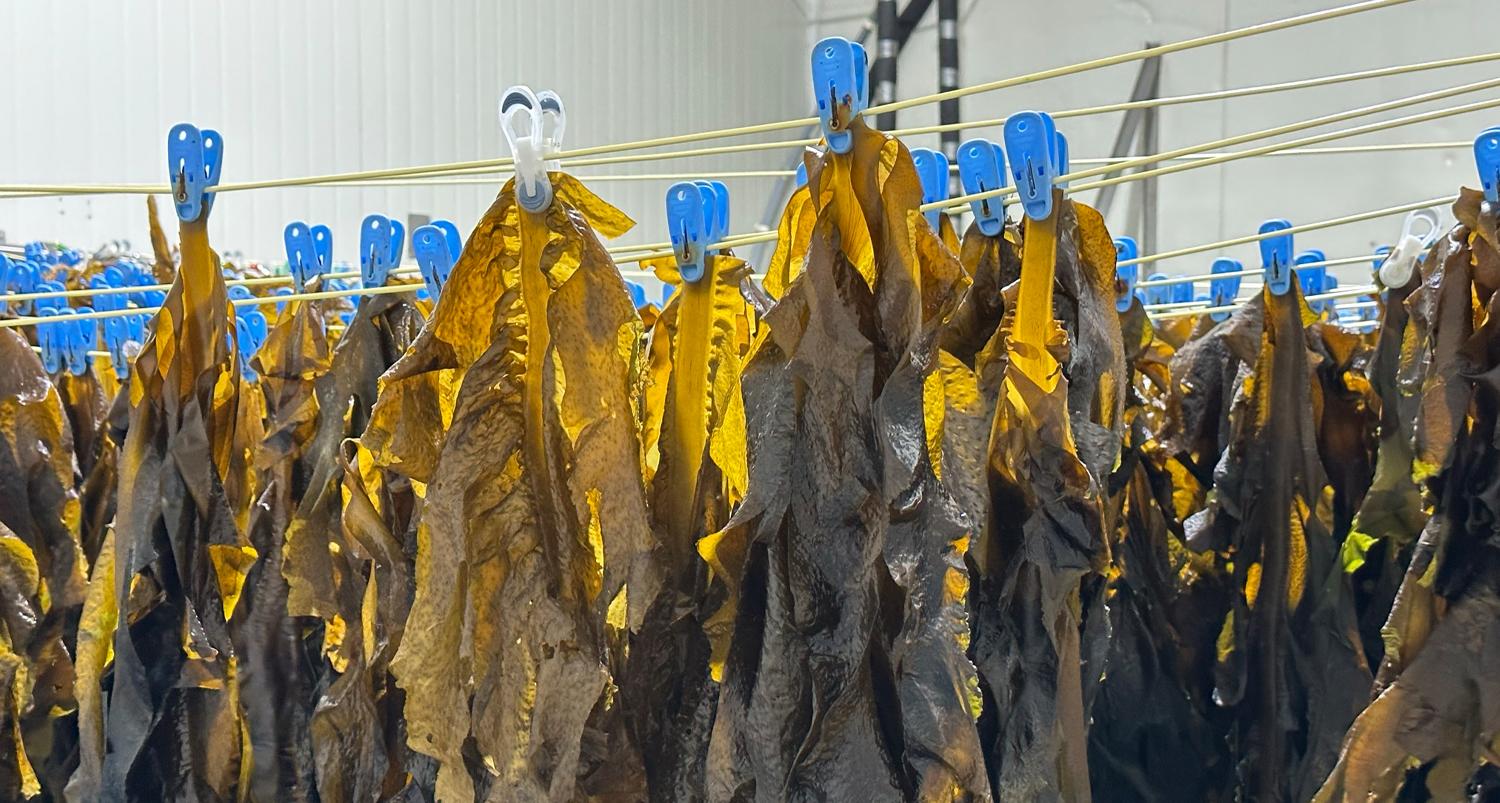 Rows of wet seaweed hanging from lines with blue and clear clips holding them in place