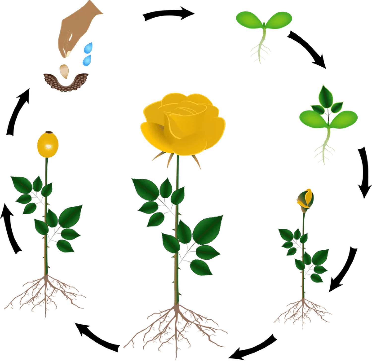 life cycle of flower