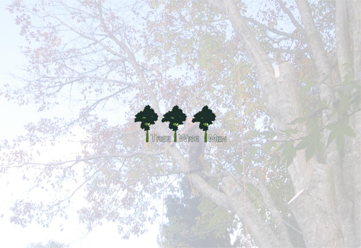 Tree Pruning and Maintenance 