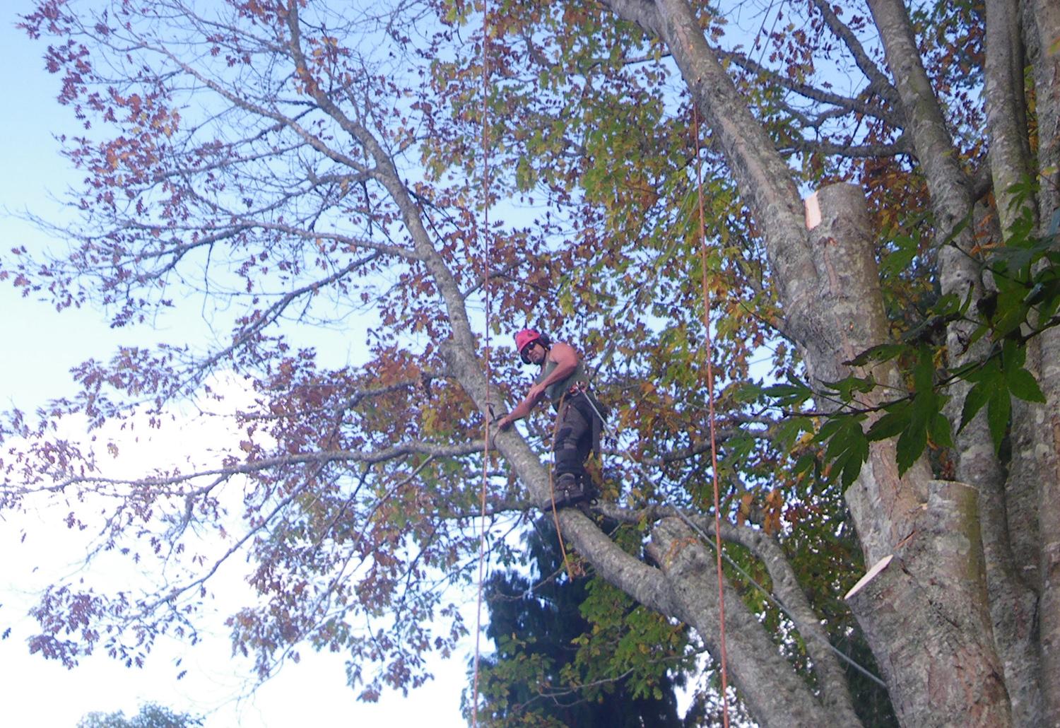Tree Pruning and Maintenance 