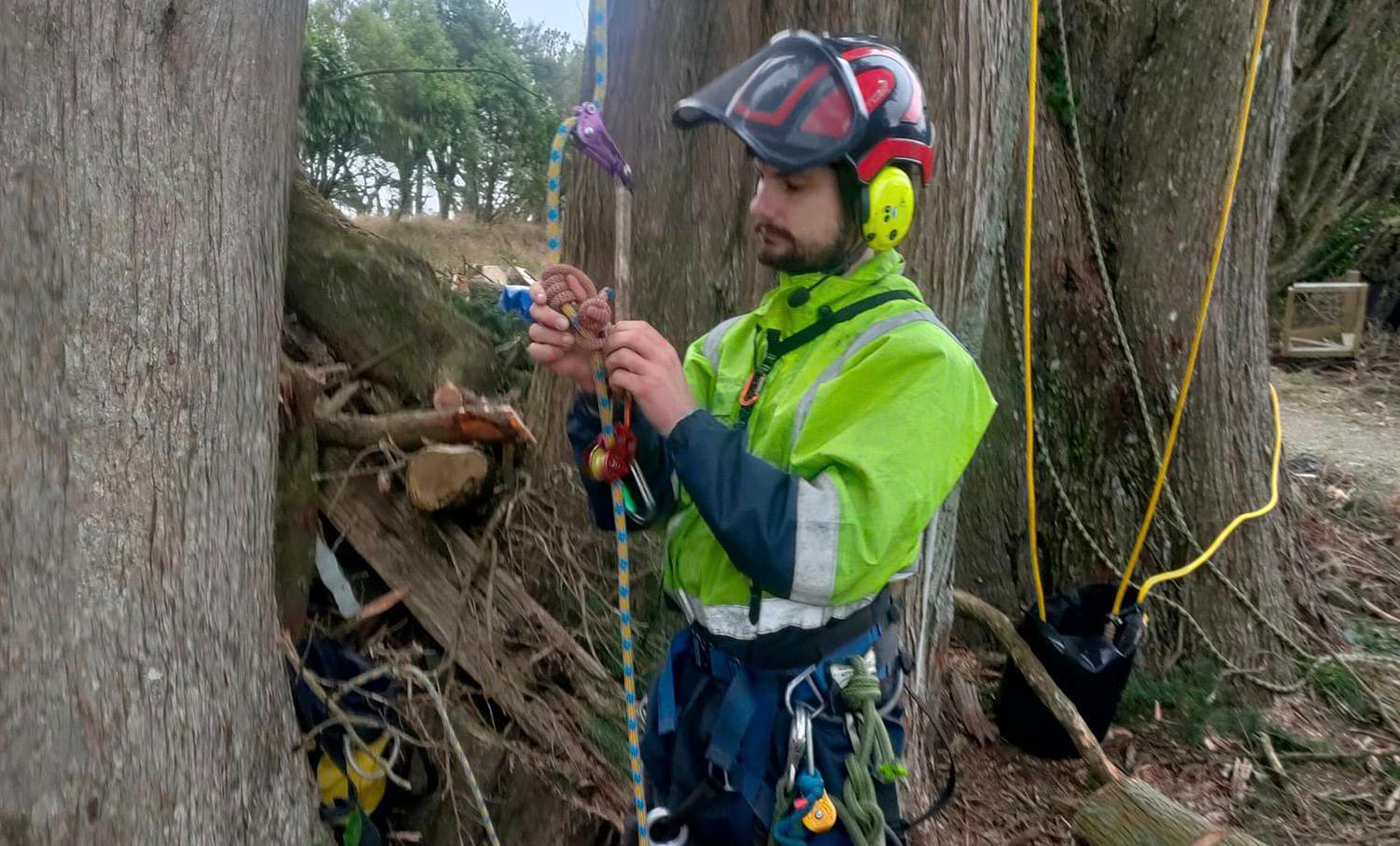 Arborist setting up safety ropes for some high tree work