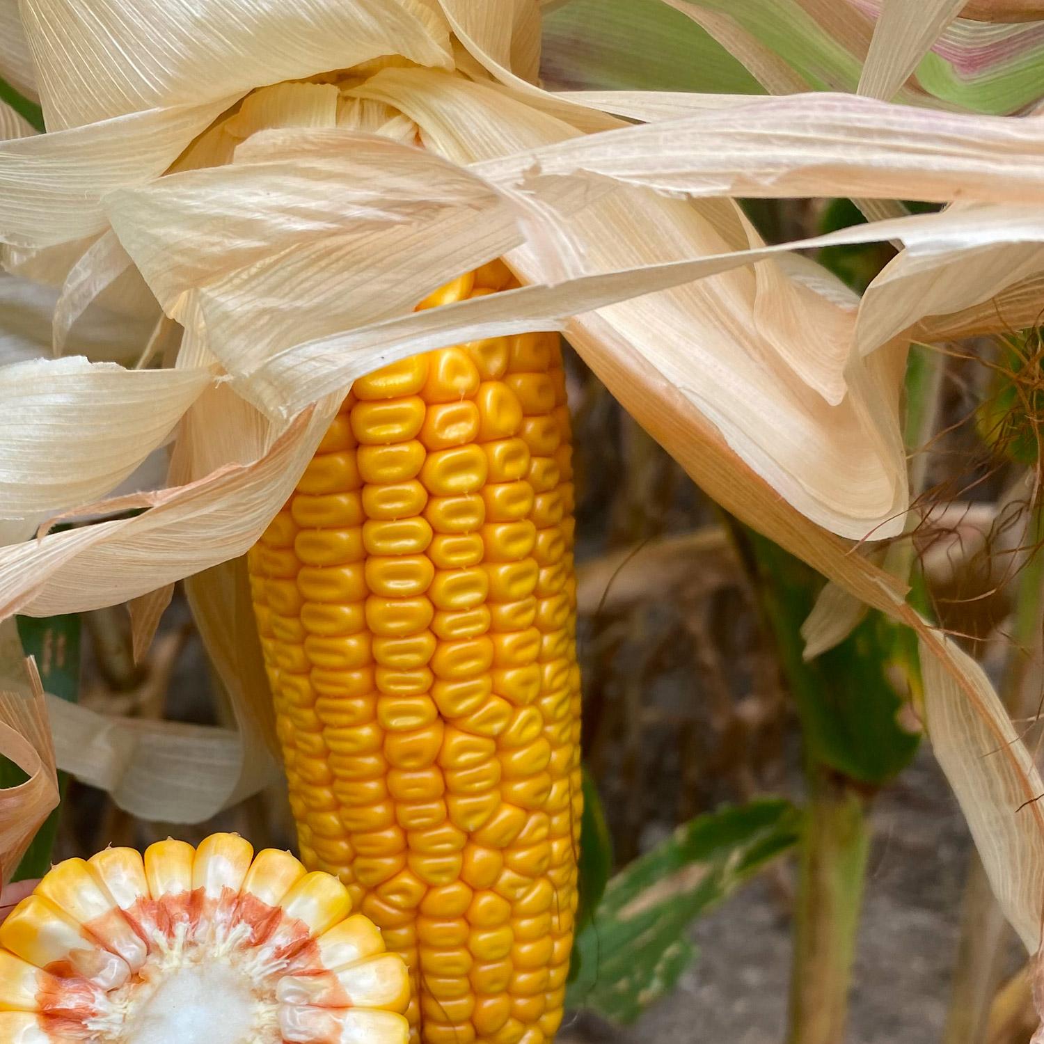 Kiwitahi Maize Growers home gallery image two