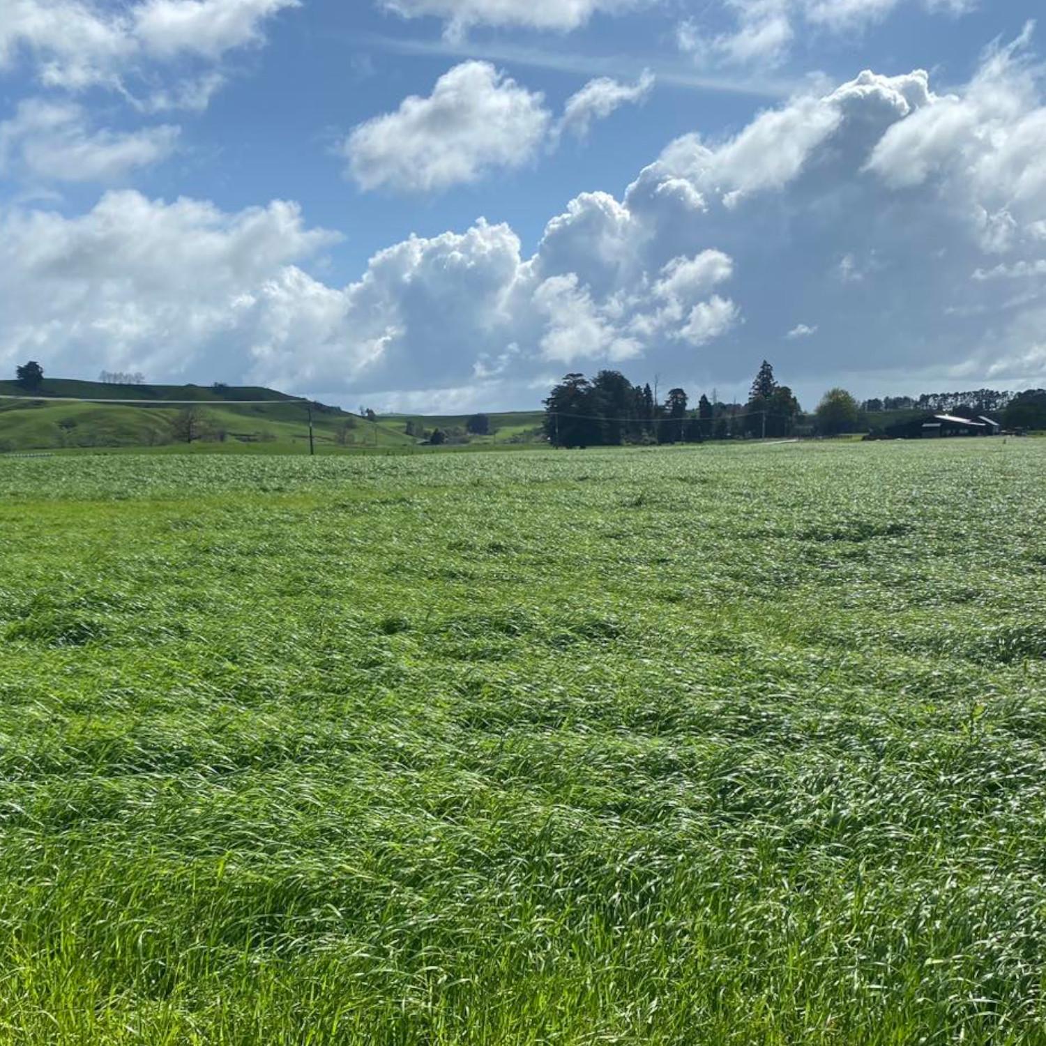 Kiwitahi Maize Growers services image