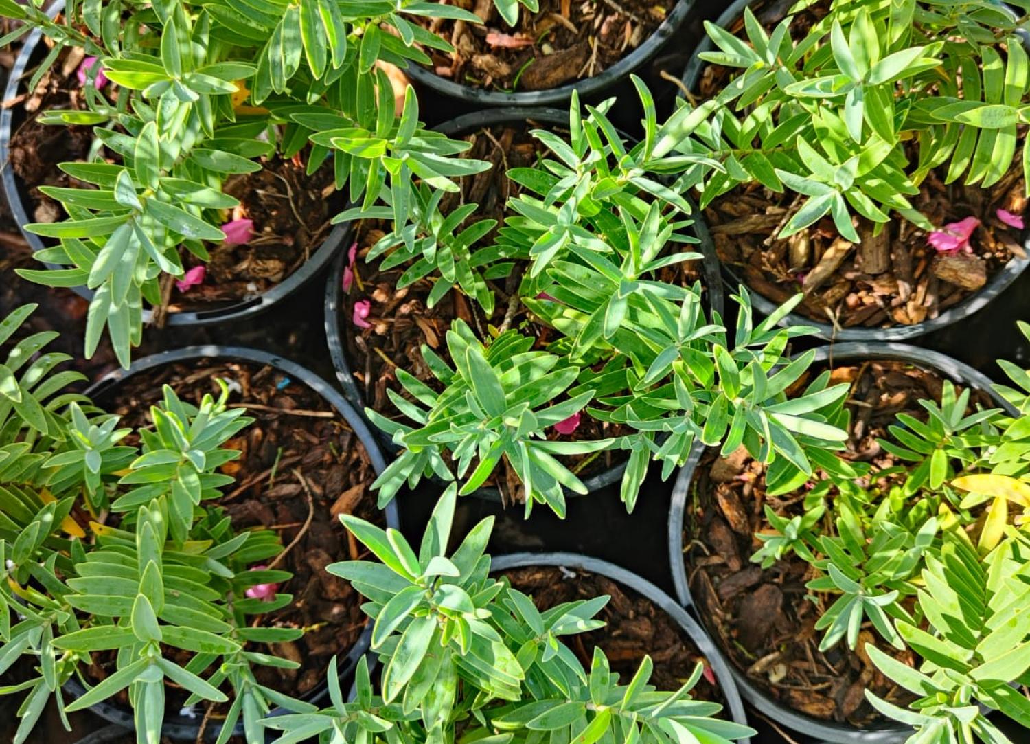 Hot Water Beach Garden Centre Bulk Ordering image link