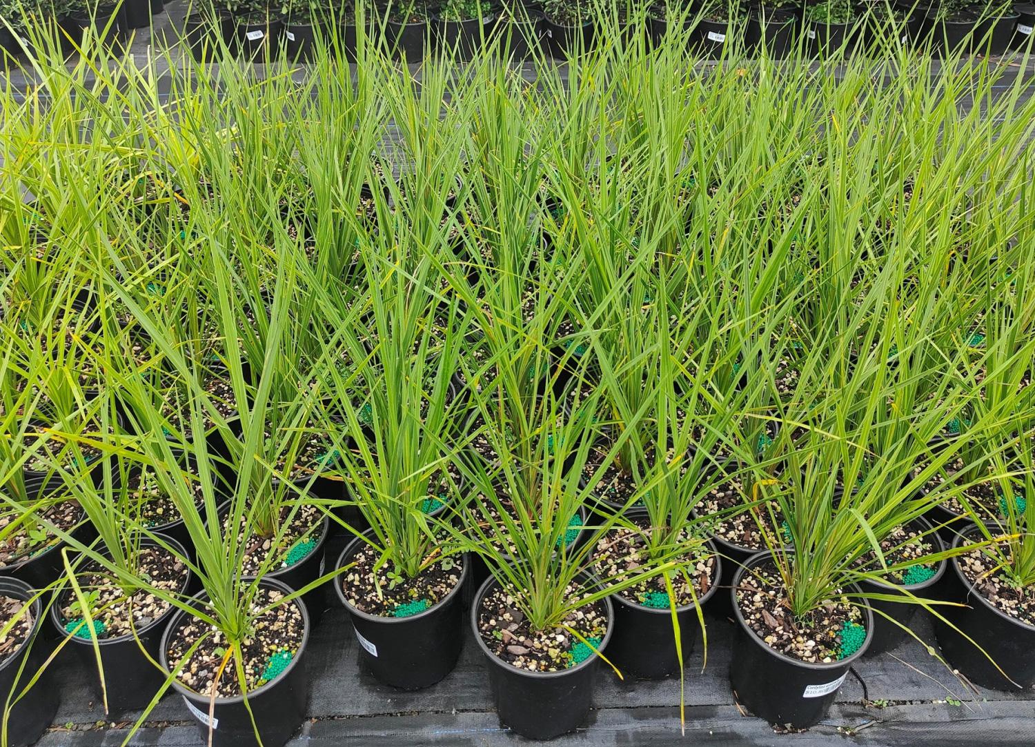 Hot Water Beach Garden Centre Riparian & Landscape Plants scp image link