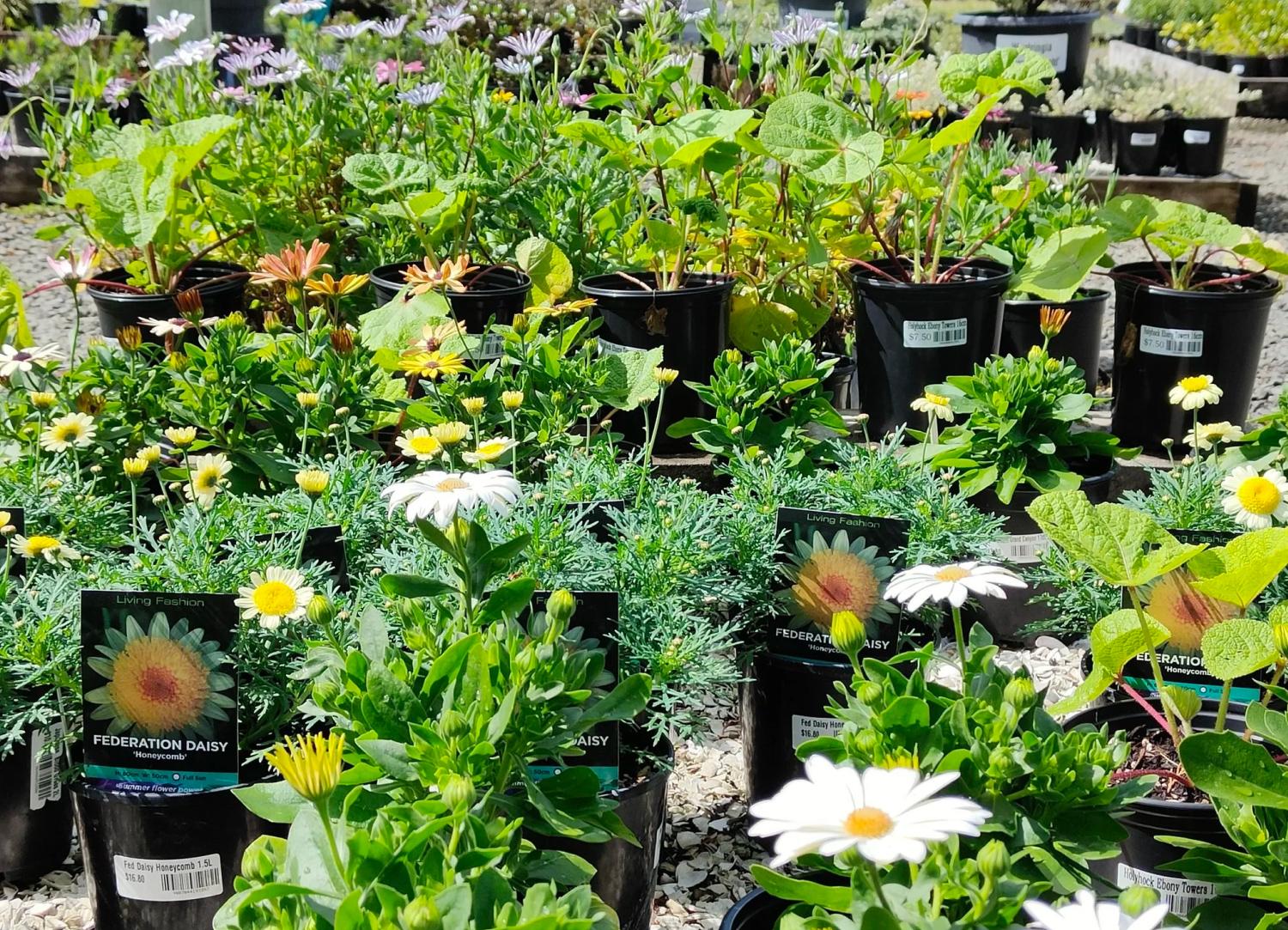 Hot Water Beach Garden Centre Our Plants scp image link