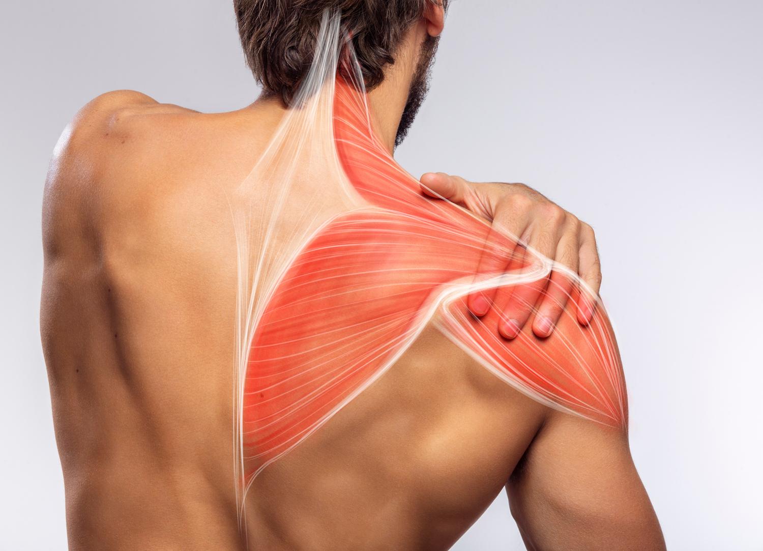 The back of a man holding his right shoulder, image shows a drawing of what the muscle looks like underneath the skin - Links to 'What we Treat' page