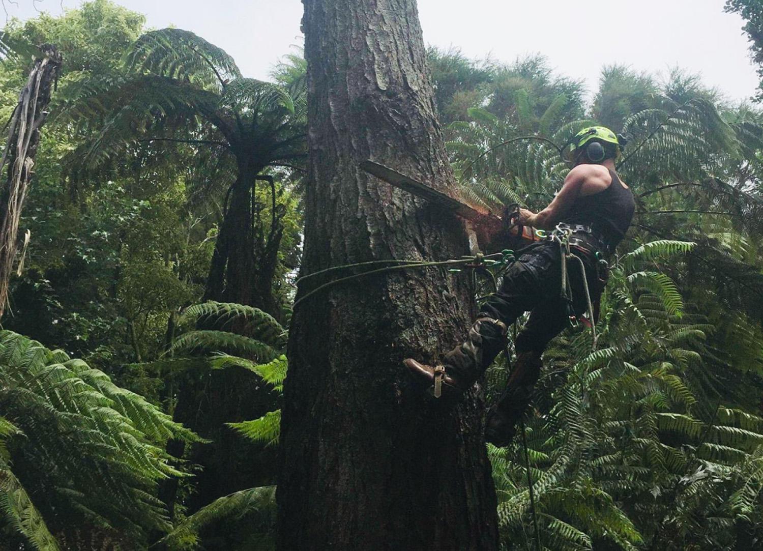 Arbor Artisan Tree Felling and Removal