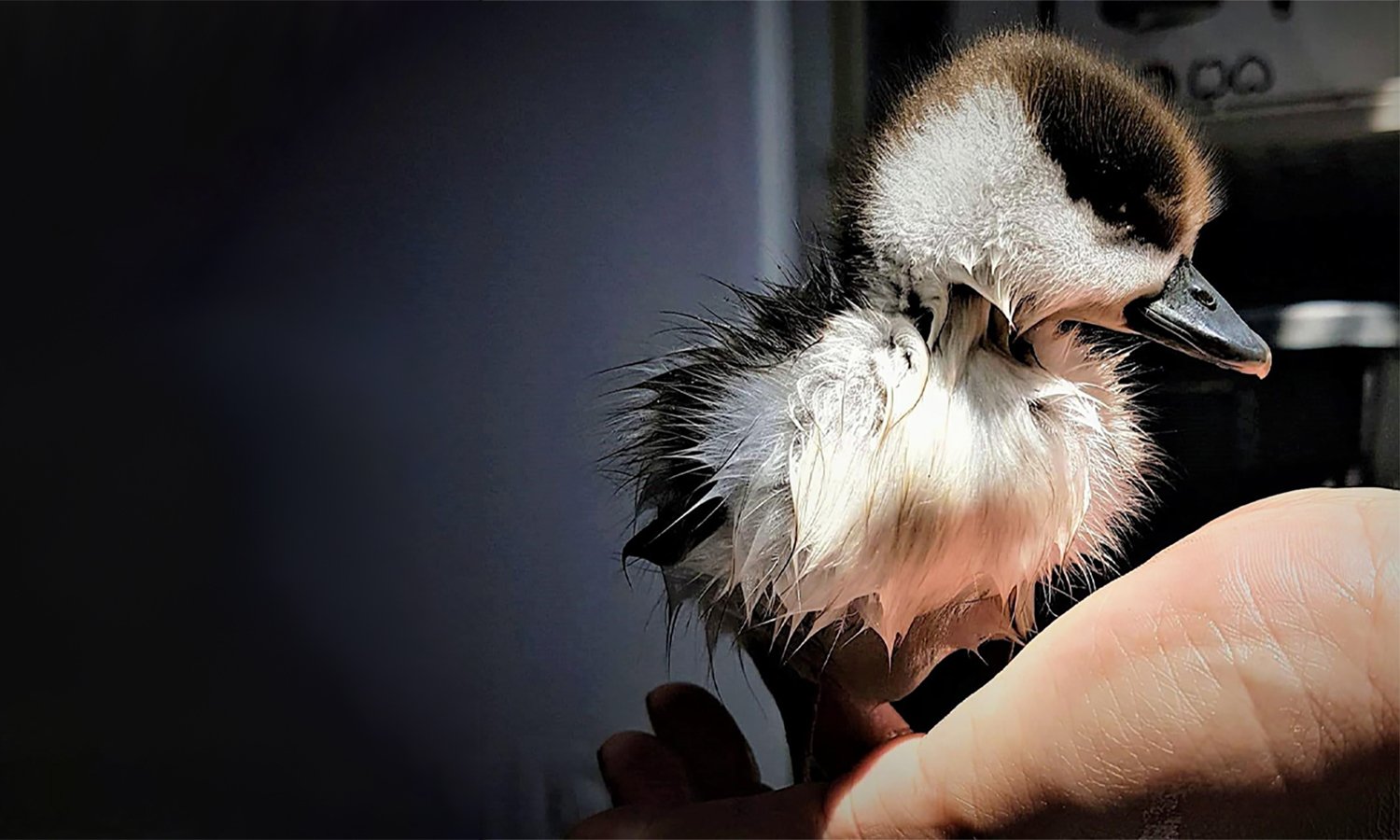 Small white and brown duckling with wet fur standing in someone's hand after a bath
