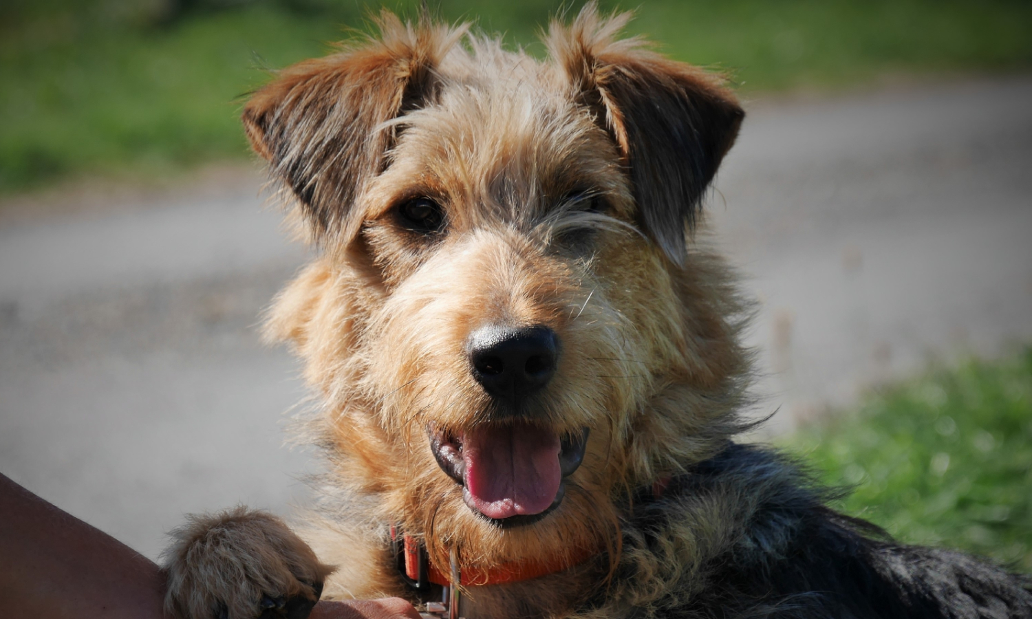Brown scruffy dog looking happy with its tongue out while out on a walk with grass and a gravel road in the background
