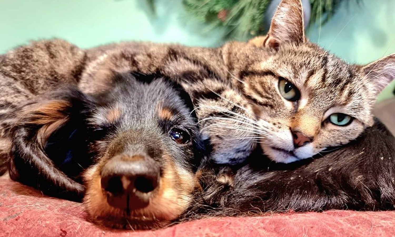 Adorable multicoloured kitty laying on top of a black and brown Dachshund