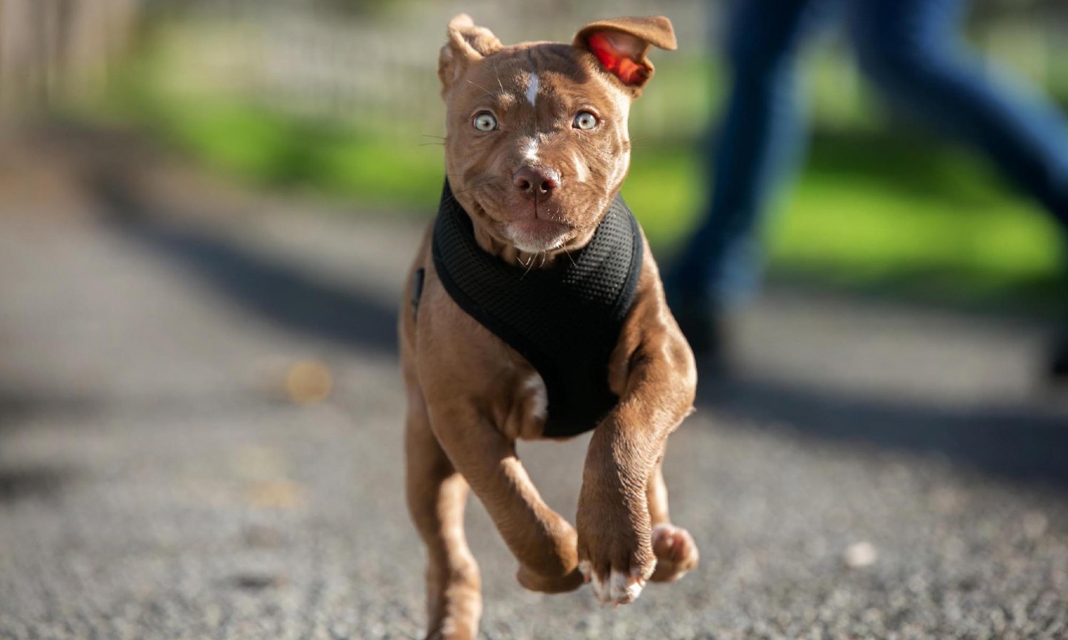 Little brown puppy prancing in his black harness with its ears flapping in the wind