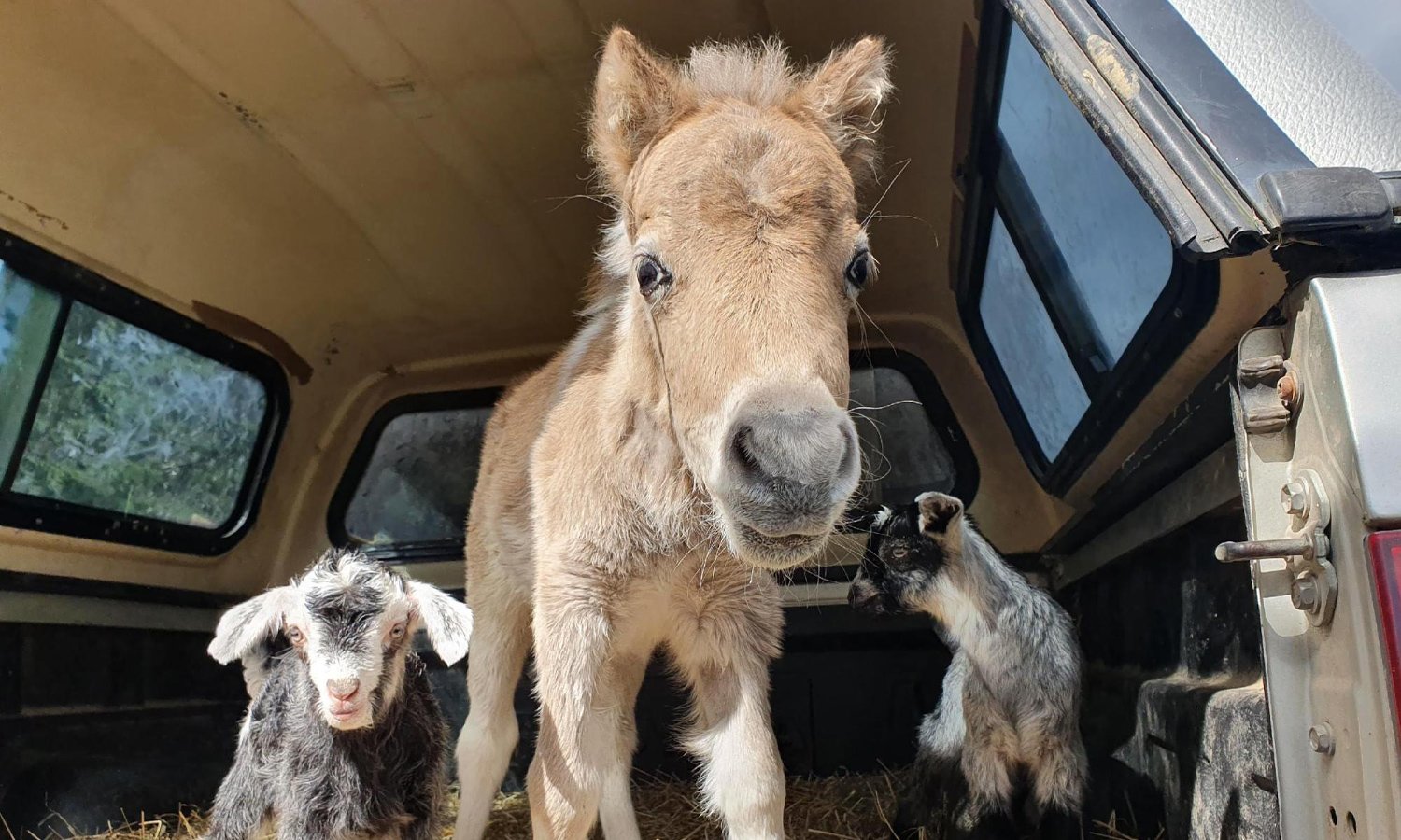 A light brown donkey and two baby goats in the back of a ute cab 
