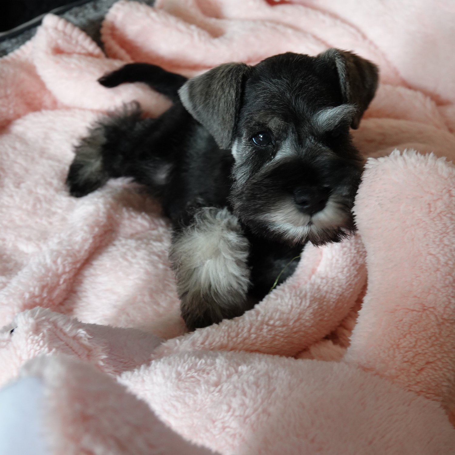 Care for your Schnauzer