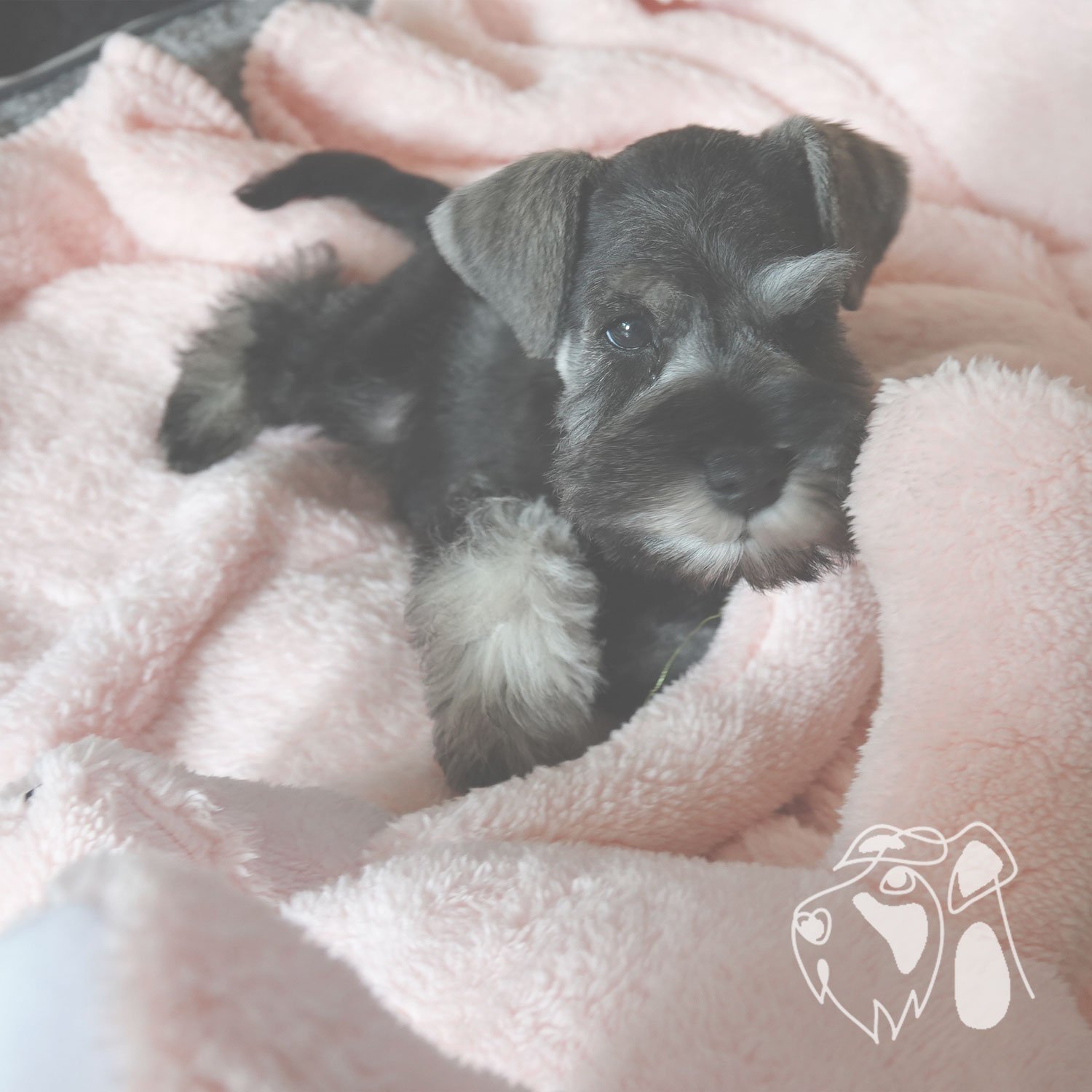 Care for your Schnauzer