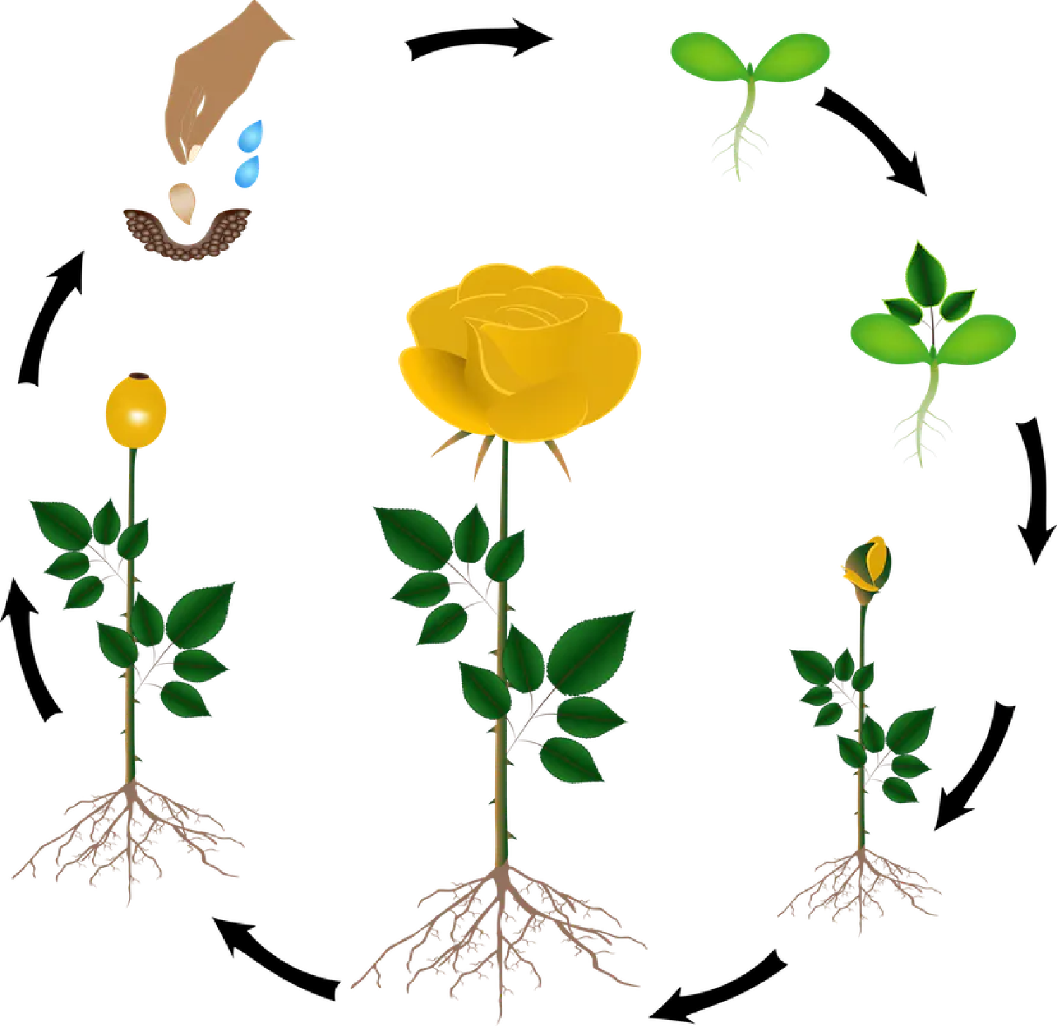 life cycle of flower