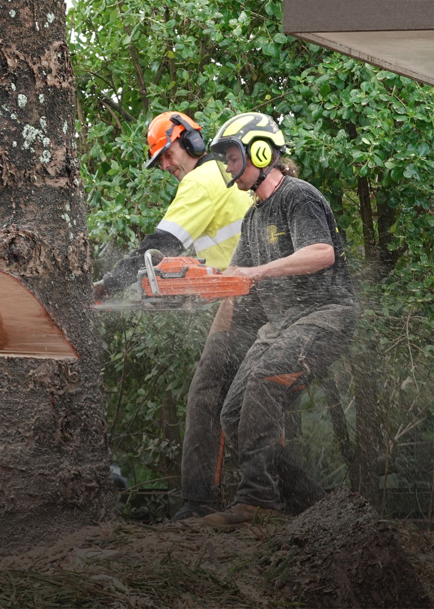 Arborist Kapiti | Tree Surgeon Paraparaumu, Pukerua Bay