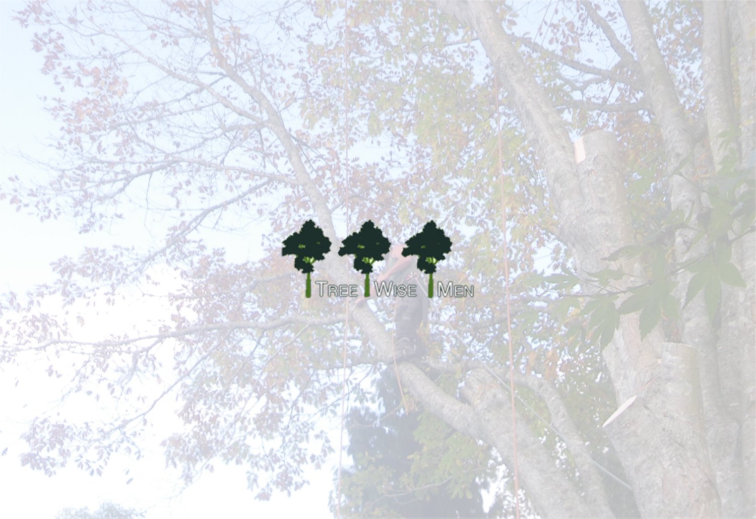 Tree Pruning and Maintenance 