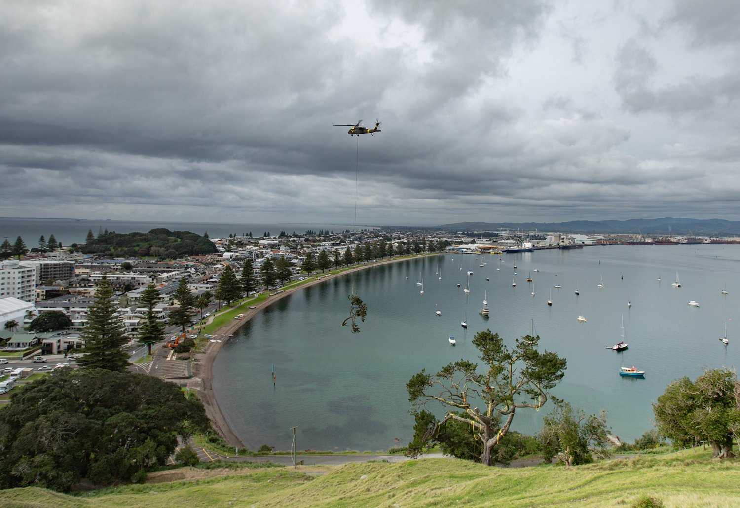 Specialist Tree Felling and Removal